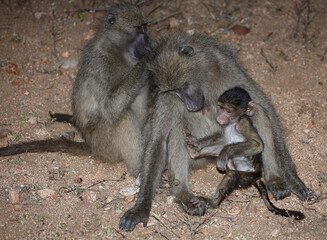 Bärenpavian / Chacma baboon / Papio ursinus