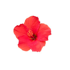 A single red hibiscus flower on white background.  An isolated red flower on white background.  A flower head of Chinese Rose Flower, Shoe flower.  Tropical flower in Thailand.  Abstract red flower.
