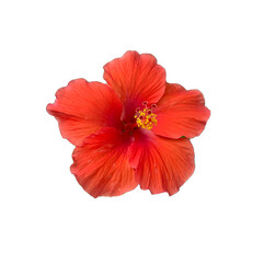 A single red hibiscus flower on white background.  An isolated red flower on white background.  A...
