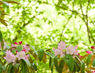 ピンクのシャクナゲの花が咲く森