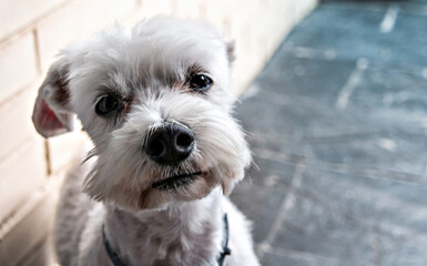 Close-up of a cute white stripped Bichon Maltese dog on the terrace of the house
