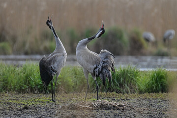 Fototapeta premium gray cranes brooding in the wild