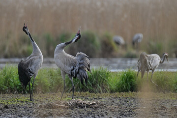 gray cranes brooding in the wild