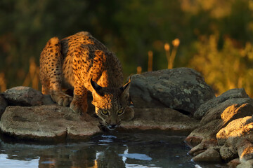 The Iberian lynx (Lynx pardinus), young lynx at the watering hole in yellow grass. Young Iberian lynx drinking from a pond and looking into the lens. Cat view.
