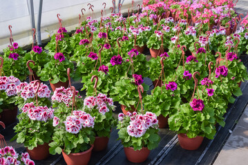 Fototapeta na wymiar Petunias in pots. Flowers in pots in a greenhouse. Beautiful blooming green house. Greenhouse for growing seedlings of plants. Flowering plants in a flower nursery. Plants.