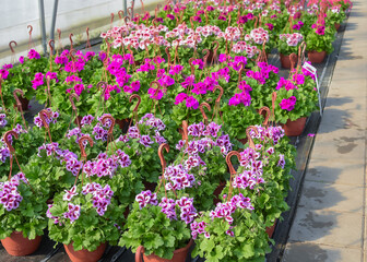 Petunias in pots. Flowers in pots in a greenhouse. Beautiful blooming green house. Greenhouse for growing seedlings of plants. Flowering plants in a flower nursery. Plants.
