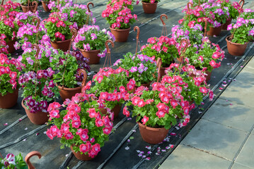 Naklejka premium Flowers in pots in a greenhouse. Beautiful blooming green house. Greenhouse for growing seedlings of plants. Flowering plants in a flower nursery. Plants.