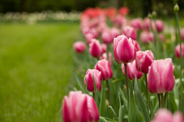 pink tulips, spring flowers