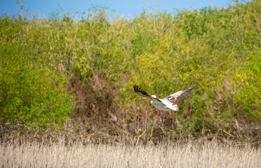 Flying pelicans in the blue sky. Waterfowl at the nesting site. A flock of pelicans walks on a blue lake.