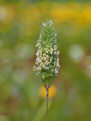 Lesser Canary Grass (Phalaris minor)