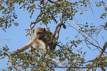 Bärenpavian / Chacma baboon / Papio ursinus