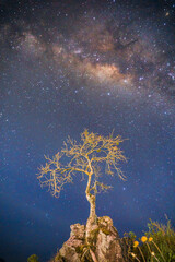 tree in the night