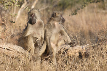 Bärenpavian / Chacma baboon / Papio ursinus...