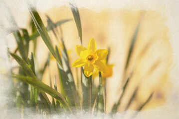 Digital watercolour painting of yellow daffodils in bloom.