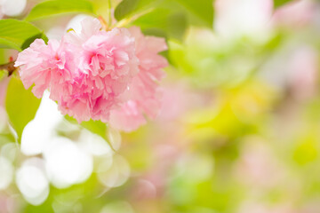 Sakura. Cherry blossom, branches with flowers sway in the wind. Pink flowers of the sakura tree. Spring landscape with flowering trees. Beautiful nature on a sunny day.