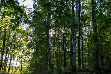 path in the forest