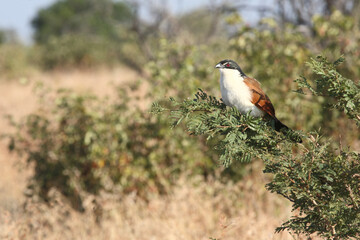 Tiputip / Burchell's coucal / Centropus superciliosus.