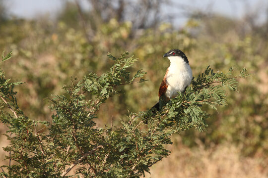 Tiputip / Burchell's coucal / Centropus superciliosus.