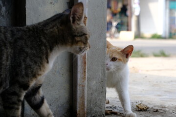 a street cat meets another stray cat, ready to fighting