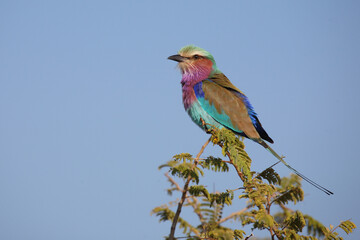 Gabelracke / Lilac-breasted roller / Coracias caudata