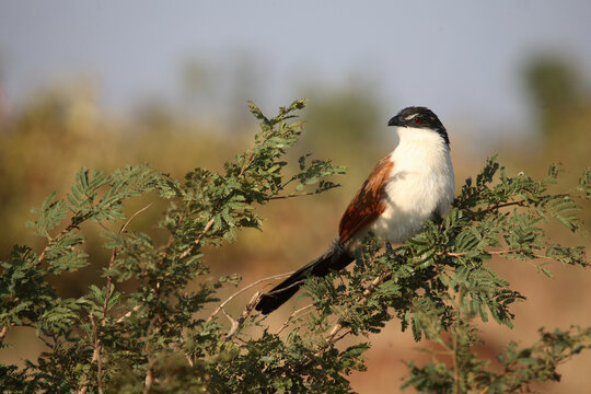 Tiputip / Burchell's coucal / Centropus superciliosus.