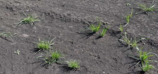 畑に生えた雑草