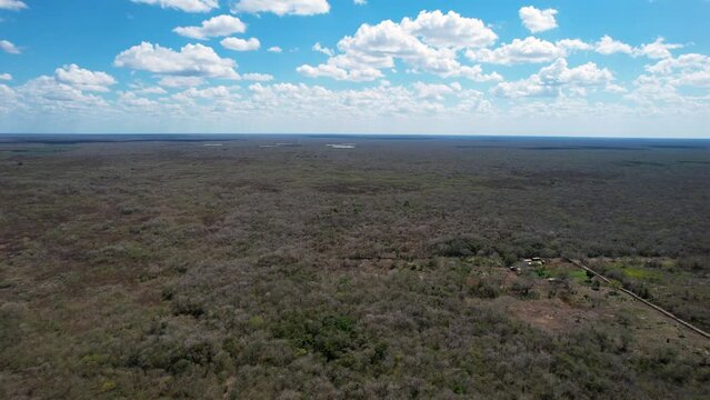 drone shot of maya jungle at yucatan mexico