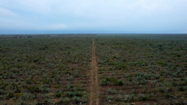 aerial shot of huge henequen plantation at yucatan mexico