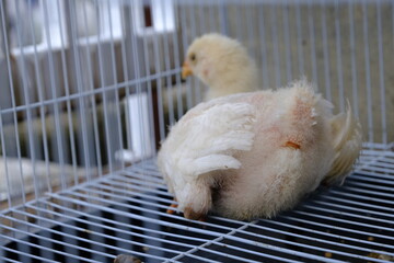 chick with white feathers in a battery cage © seraj
