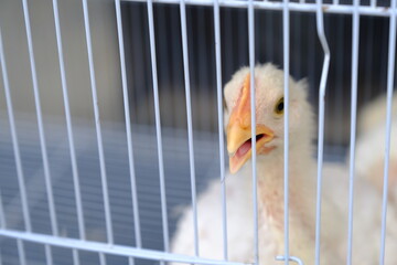 chick with white feathers in a battery cage © seraj