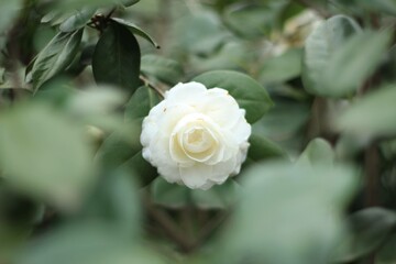 white rose in garden