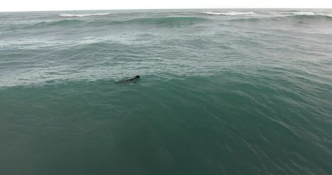 Immersion d'un phoque au milieu des vagues