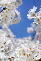 満開の桜と青空