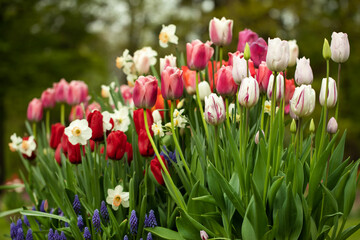 tulipany i narcyze, wiosenna kompozycja - obrazy, fototapety, plakaty