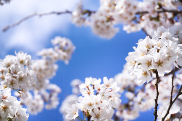 満開の桜と青空