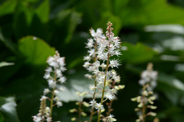 ティアレラ・ウェリー