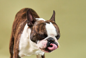 Boston dog portrait licking his tongue sticking out close-up olive background