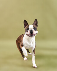 boston terrier dog smiling, happy dog