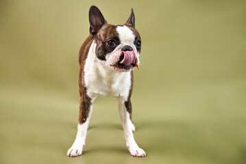 Boston dog portrait licking his tongue sticking 