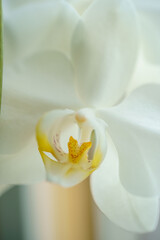 Obraz na płótnie Canvas Beautiful Orchid blossom