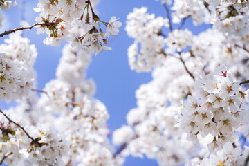 Obraz premium 満開の桜と青空