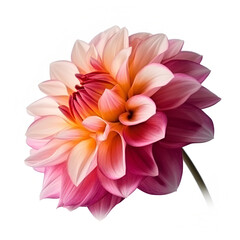 Bouquet of dahlia tulip tulips flower plant on white background. Flat lay, top view. macro