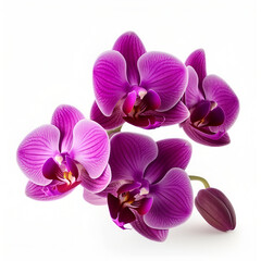 Bouquet of purple orchid flower plant isolated on white background. Flat lay, top view. macro