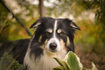 Autumn portrait of border collie in leaves. He is so cute in the leaves. He has so lovely face.