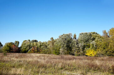 Forest against the sky and meadows. Beautiful landscape of a row of trees and blue sky background