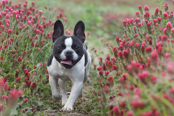 Puppy of french bulldog is running in crimson clover. It was so tall so he must jump.