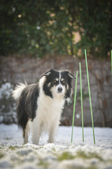 Border collie is standing in the snow. Winter fun in the snow.