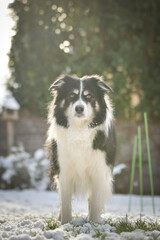 Border collie is standing in the snow. Winter fun in the snow.