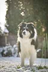 Border collie is standing in the snow. Winter fun in the snow.