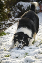 Border collie is standing in the snow. Winter fun in the snow.